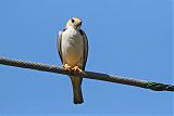 Pearl Kite